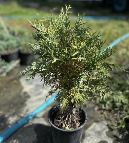 thuja golden globe2